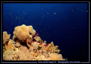 Diving Elphinstone.... Waiting for sharks... :O)... Que d... by Michel Lonfat 